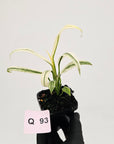 Epipremnum amplissimum variegata