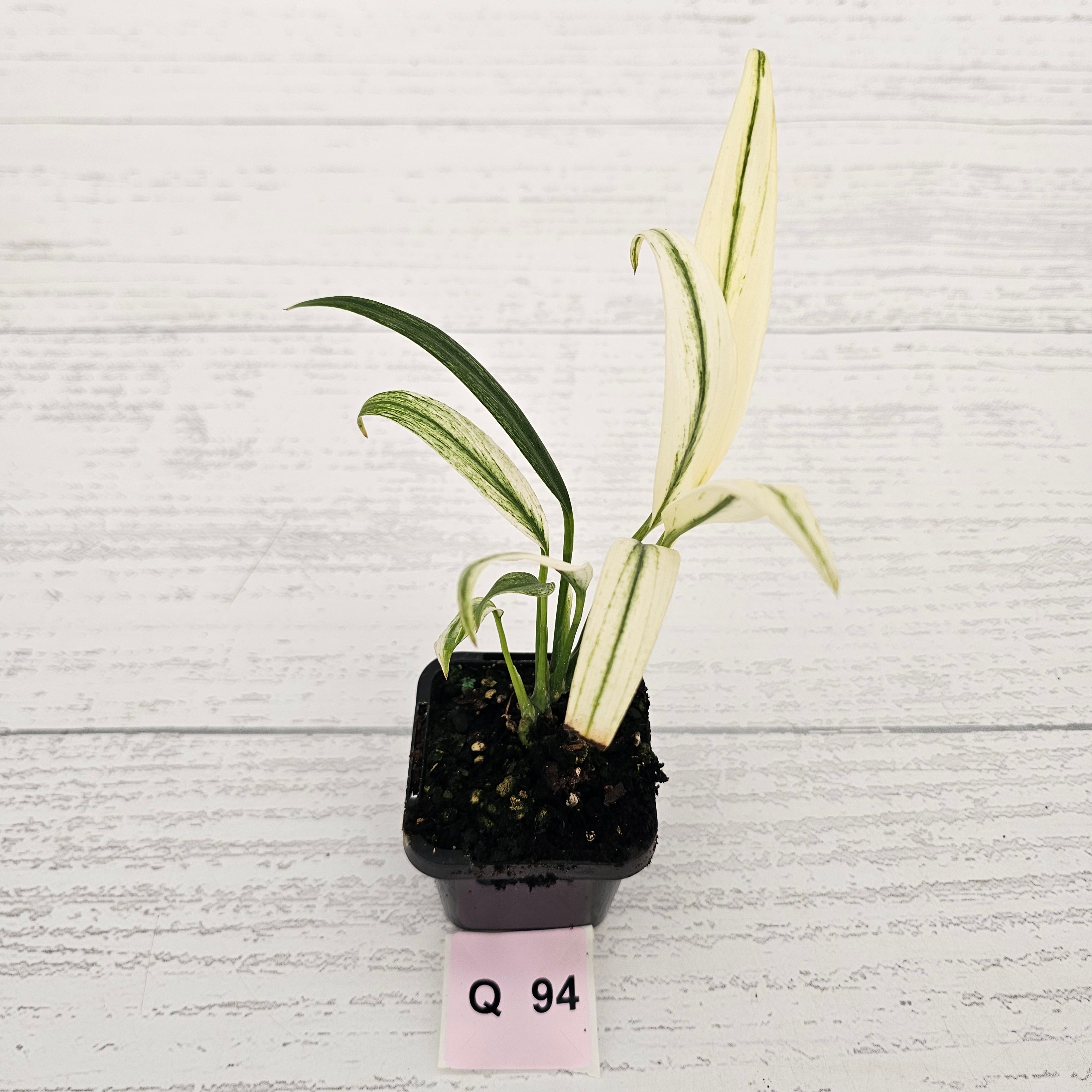 Epipremnum amplissimum variegata