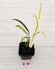 Epipremnum amplissimum variegata