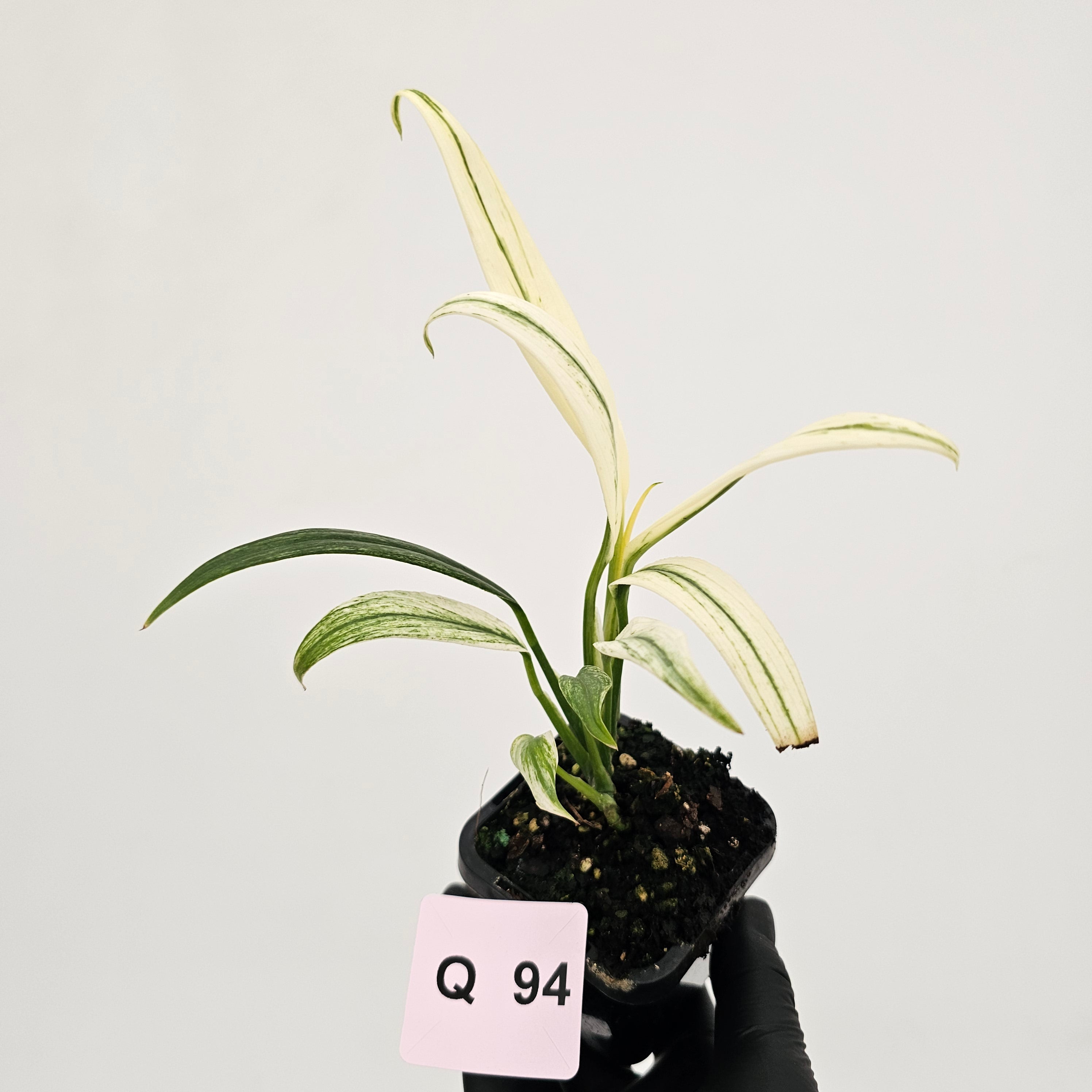 Epipremnum amplissimum variegata