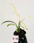 Epipremnum amplissimum variegata
