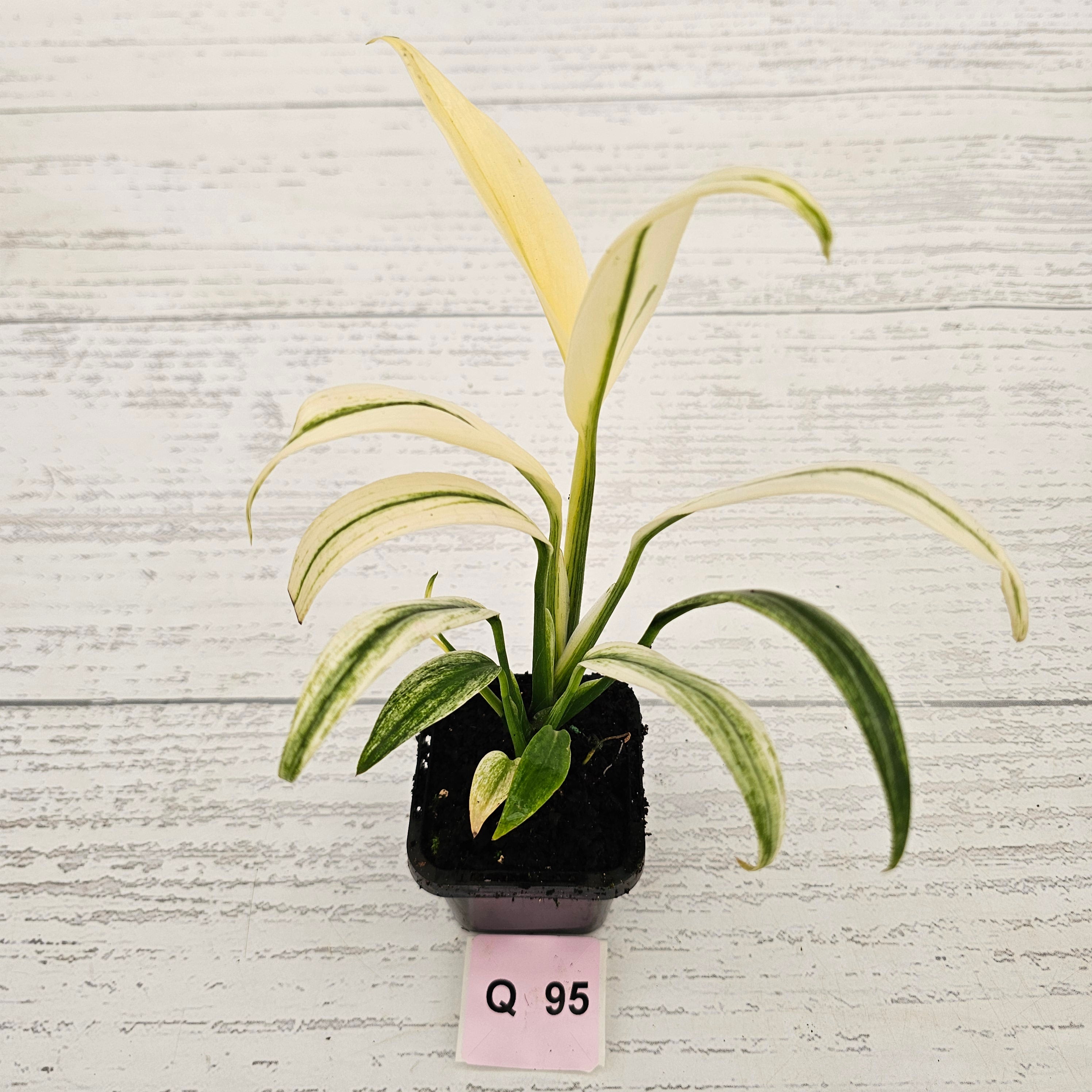 Epipremnum amplissimum variegata