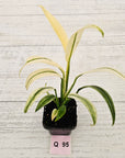 Epipremnum amplissimum variegata