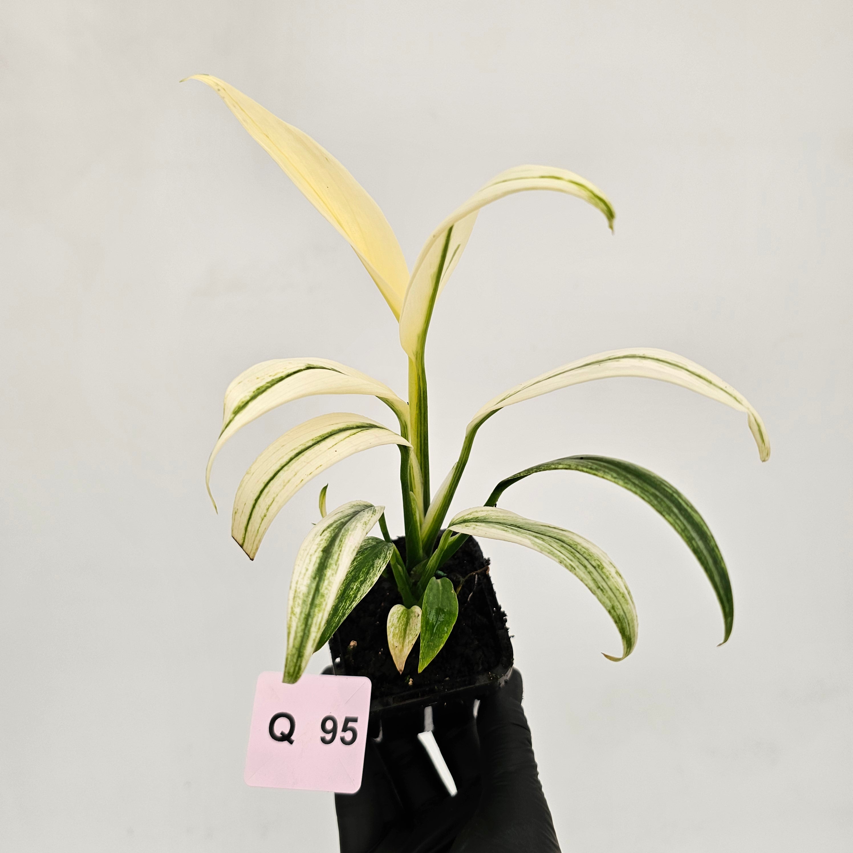 Epipremnum amplissimum variegata