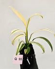Epipremnum amplissimum variegata