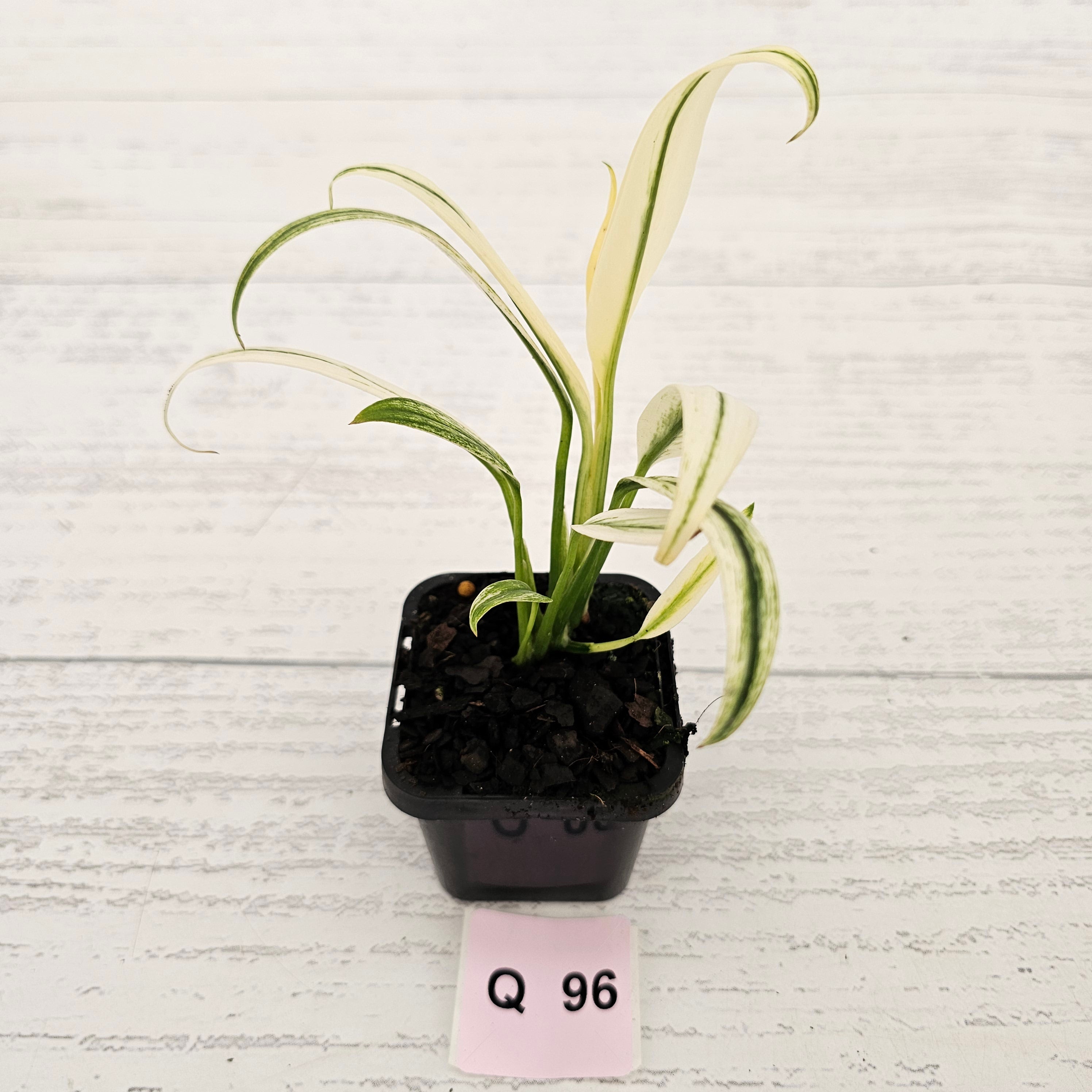 Epipremnum amplissimum variegata