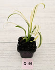 Epipremnum amplissimum variegata