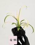 Epipremnum amplissimum variegata