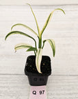 Epipremnum amplissimum variegata