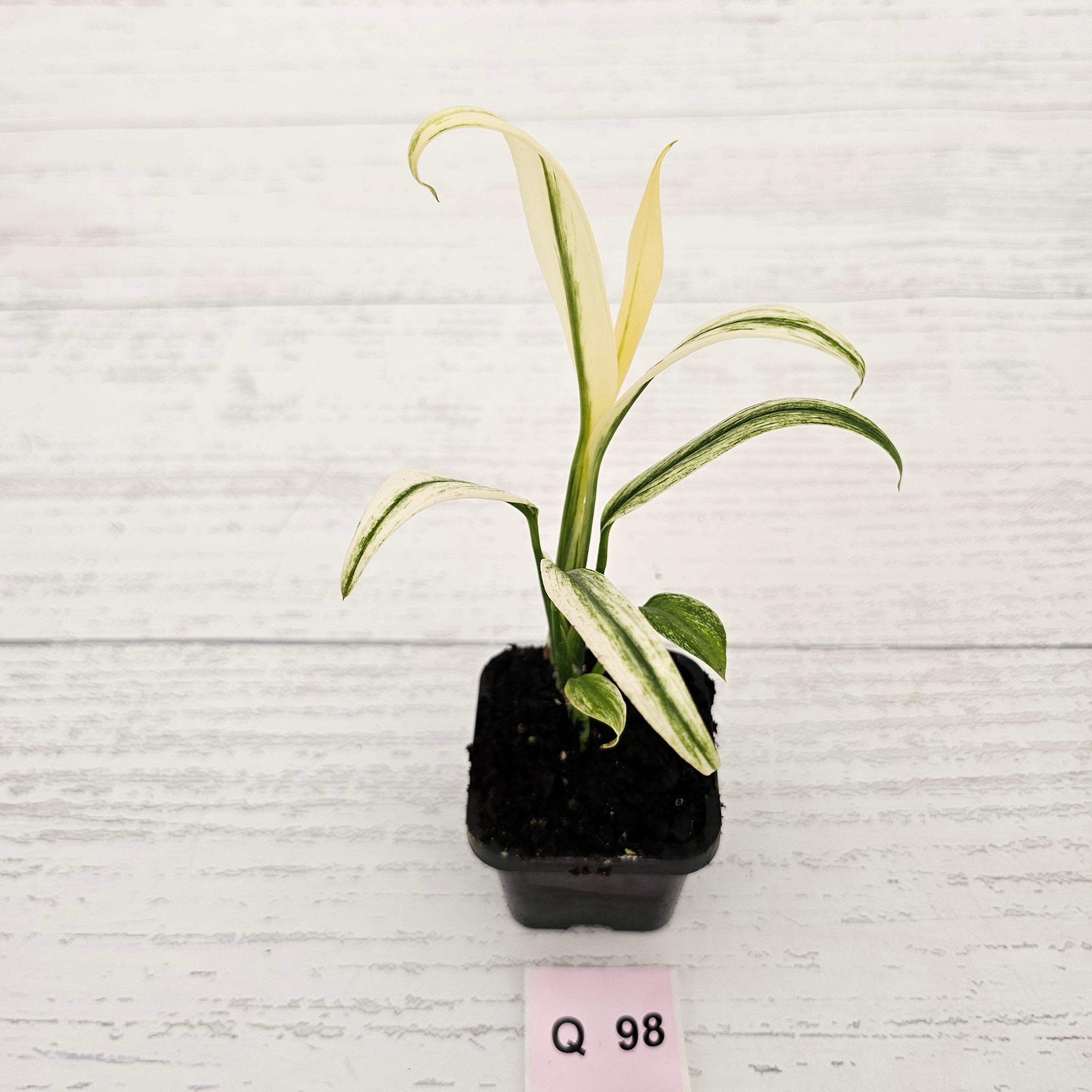 Epipremnum amplissimum variegata