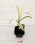 Epipremnum amplissimum variegata