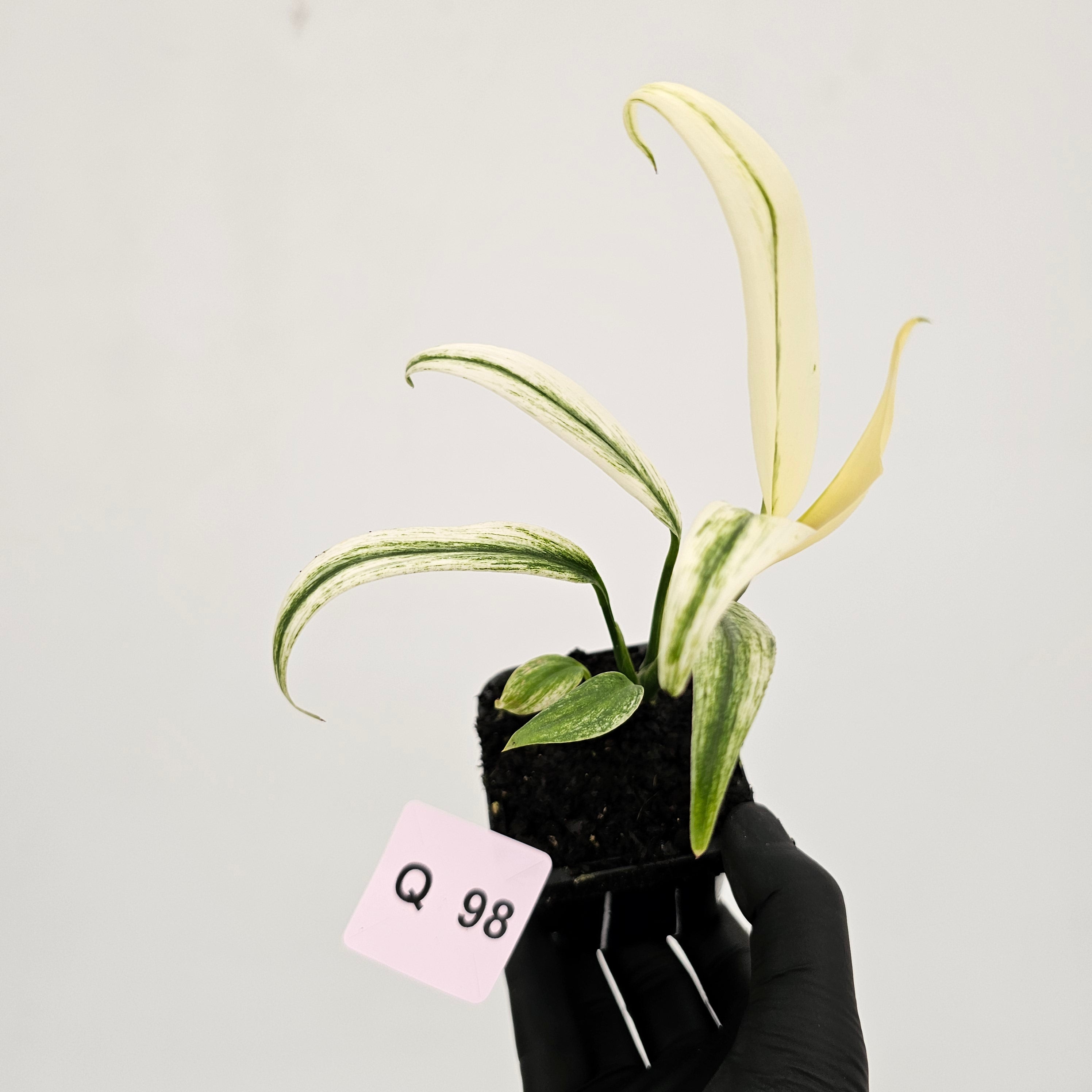 Epipremnum amplissimum variegata