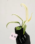Epipremnum amplissimum variegata