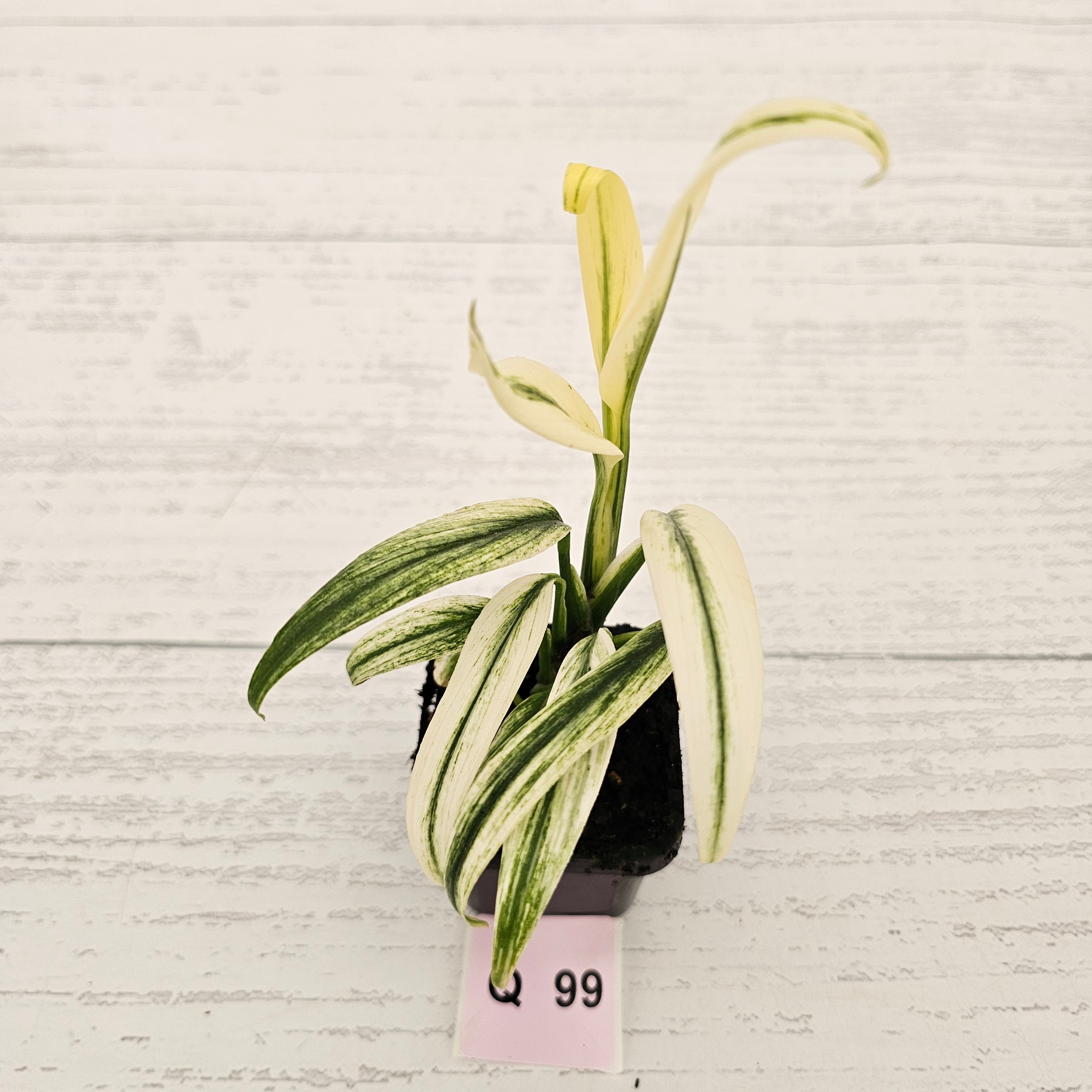 Epipremnum amplissimum variegata