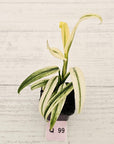 Epipremnum amplissimum variegata