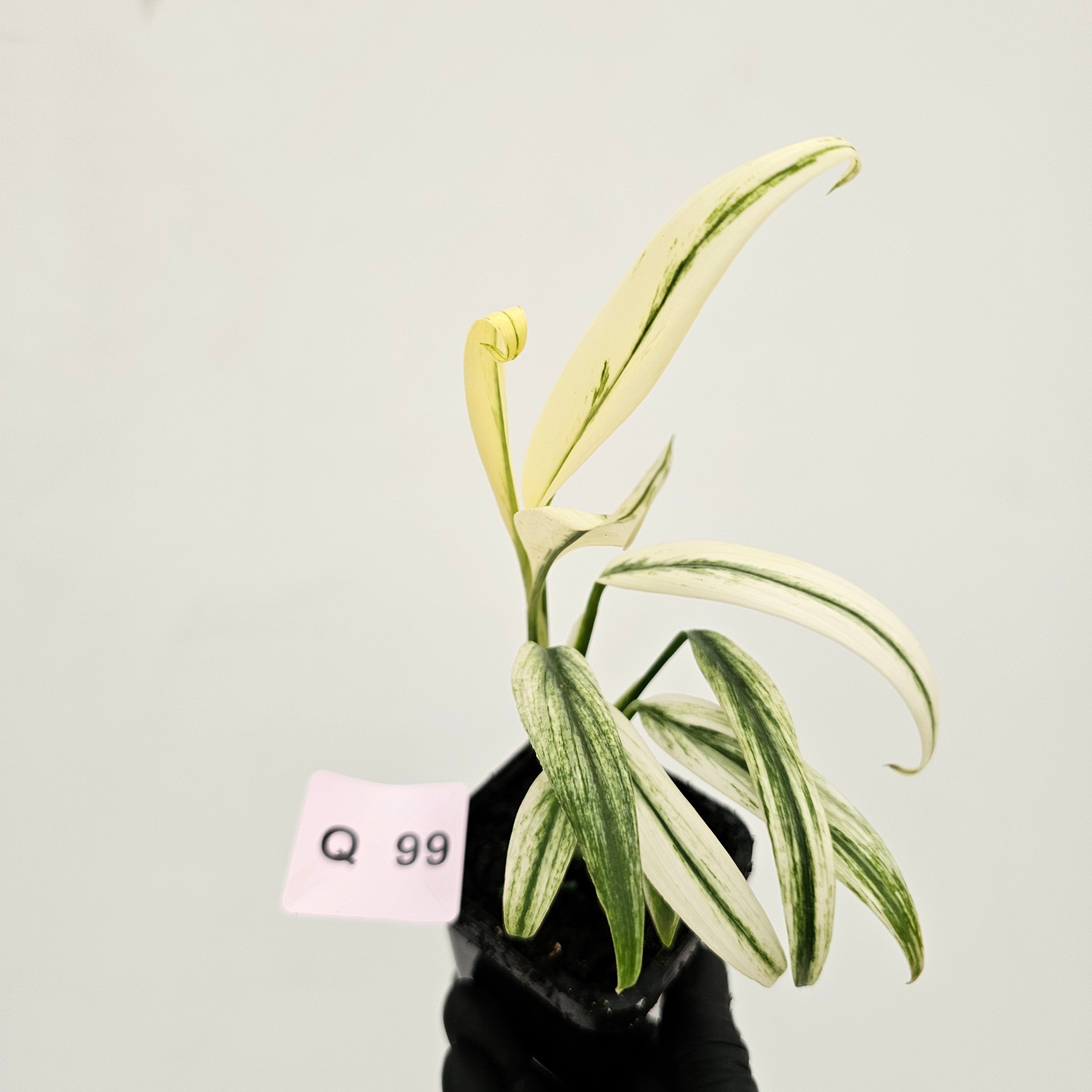 Epipremnum amplissimum variegata