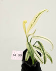 Epipremnum amplissimum variegata