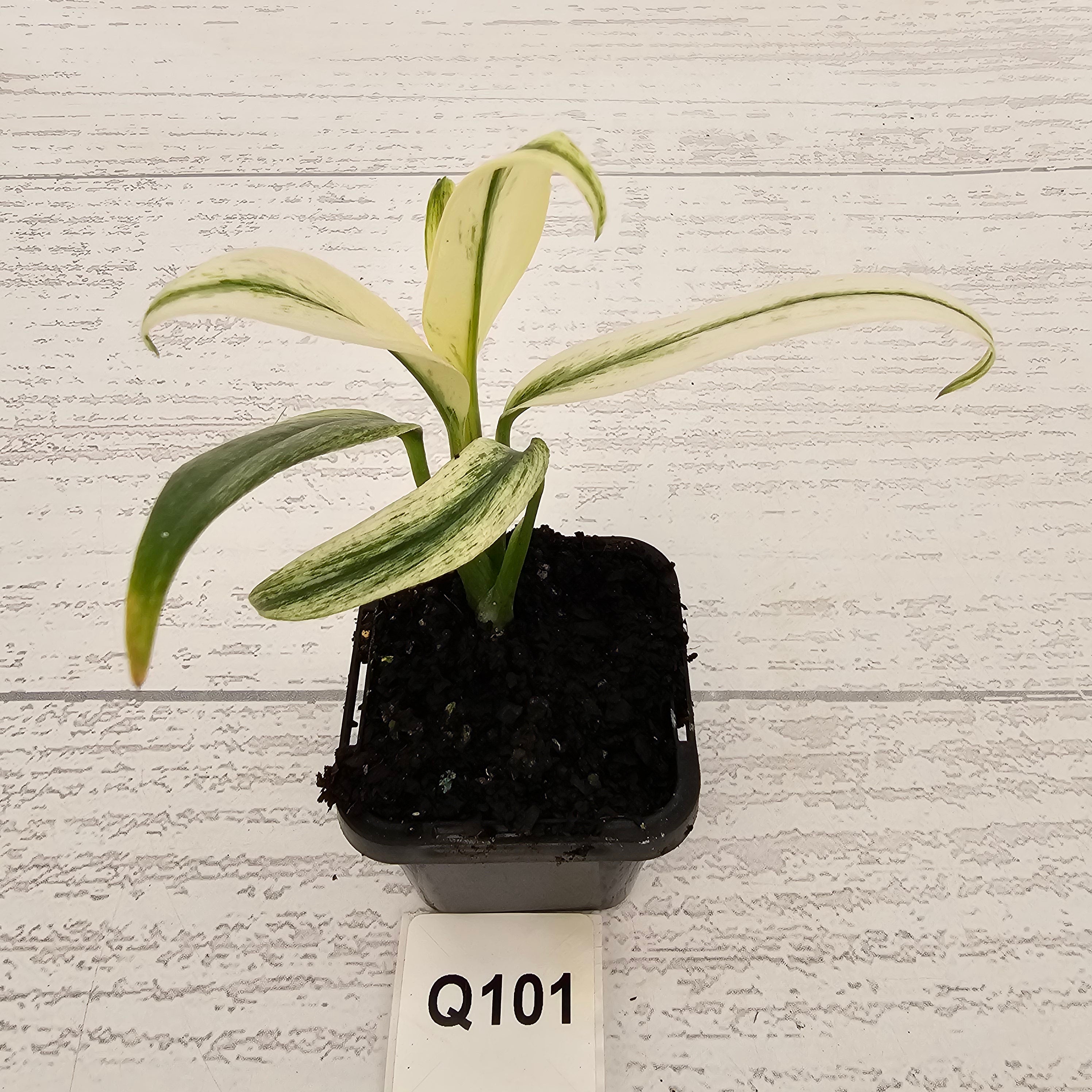 Epipremnum amplissimum variegata