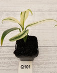 Epipremnum amplissimum variegata