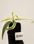 Epipremnum amplissimum variegata
