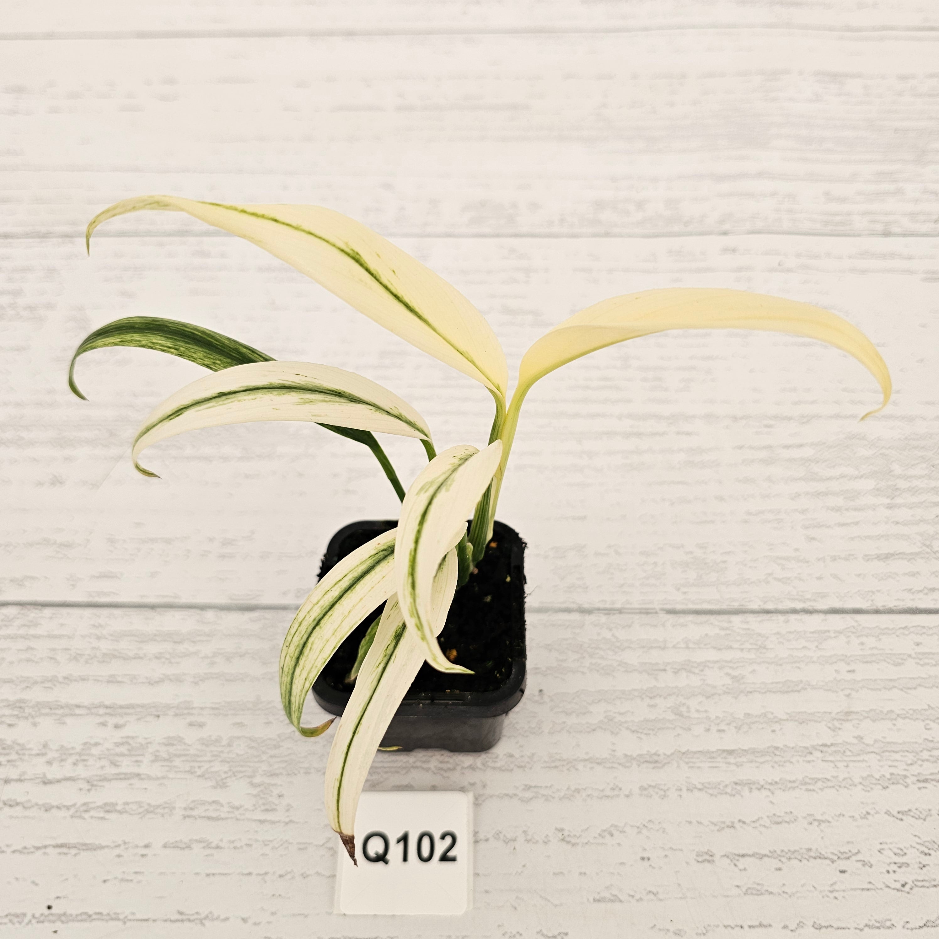 Epipremnum amplissimum variegata