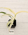 Epipremnum amplissimum variegata