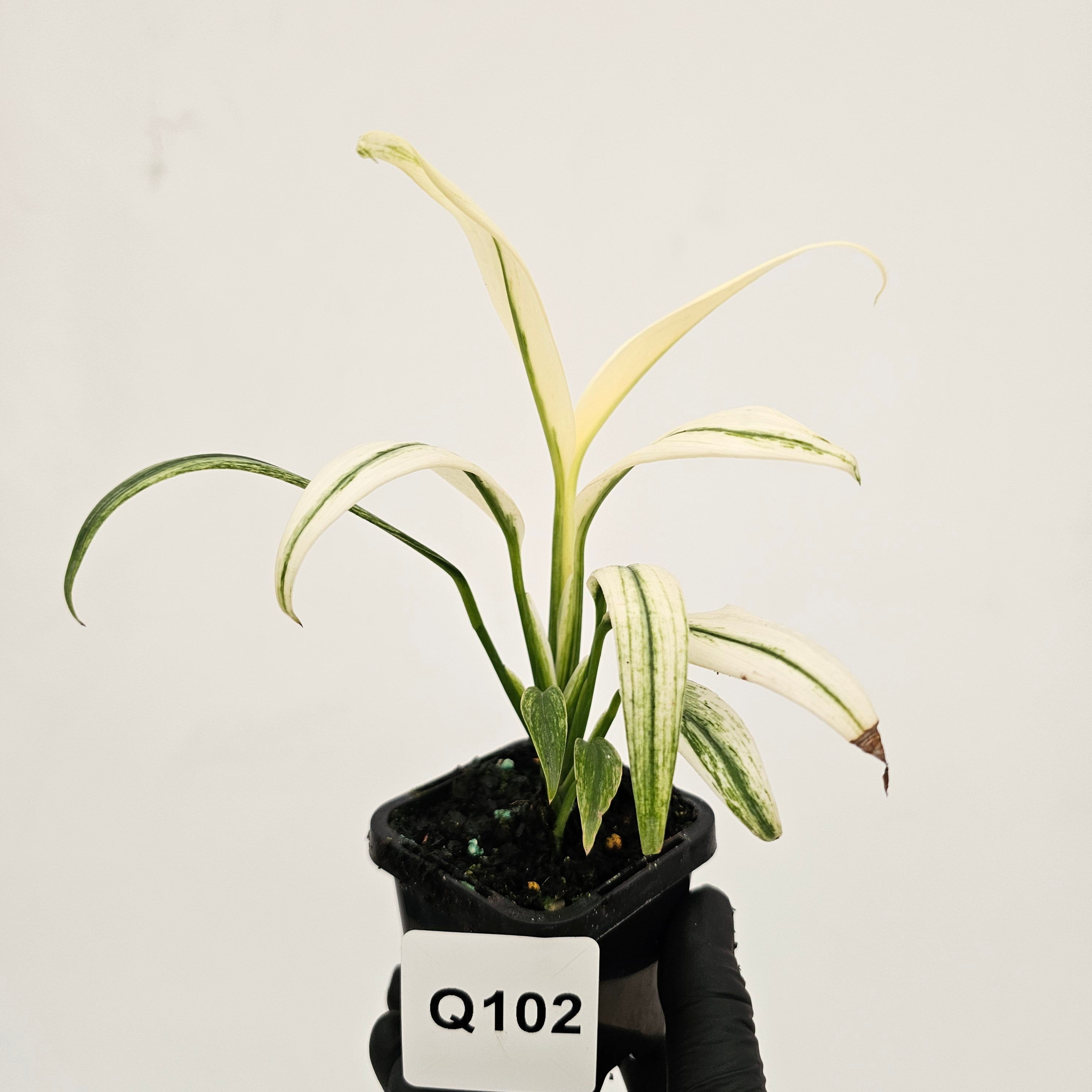 Epipremnum amplissimum variegata