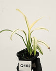 Epipremnum amplissimum variegata