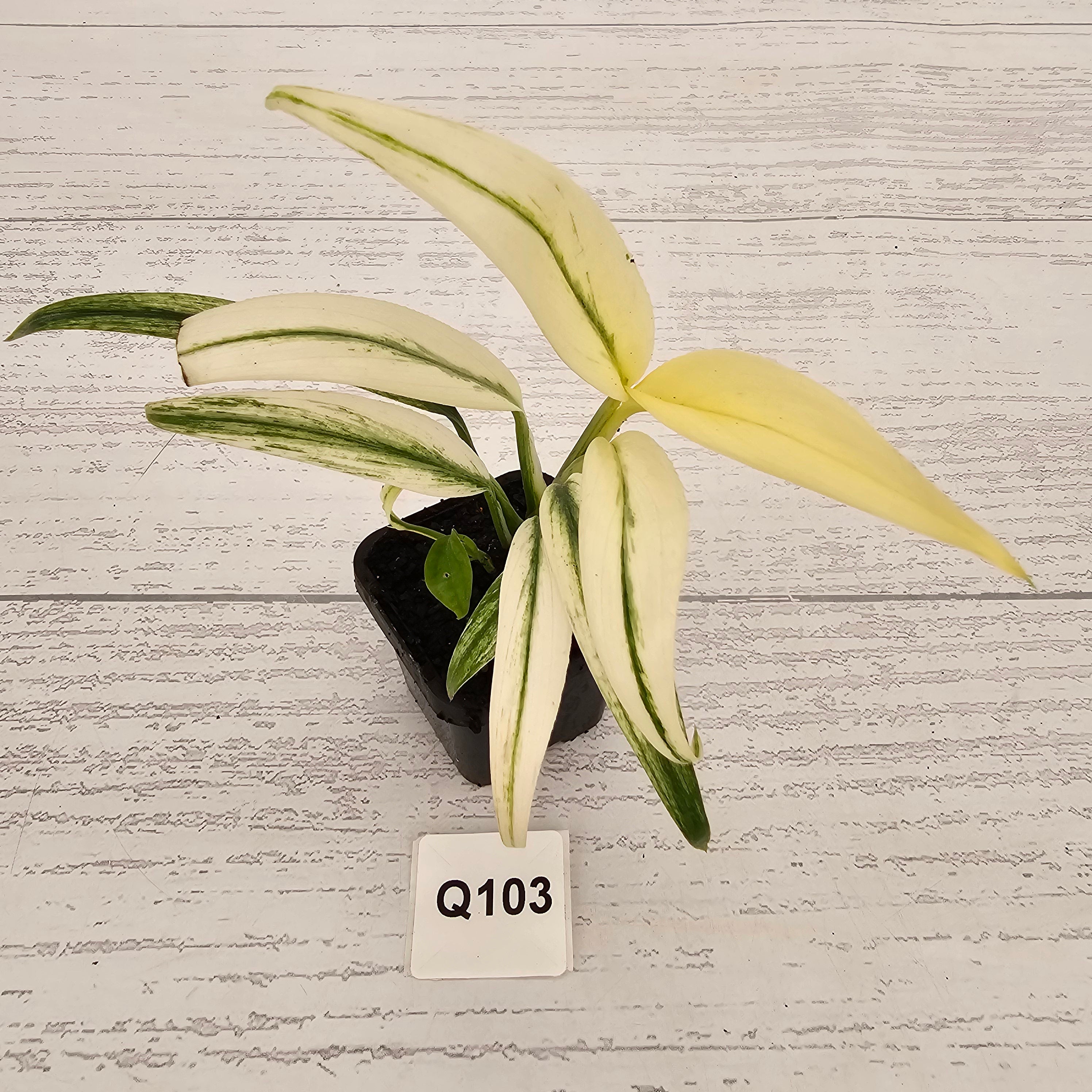 Epipremnum amplissimum variegata