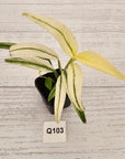 Epipremnum amplissimum variegata