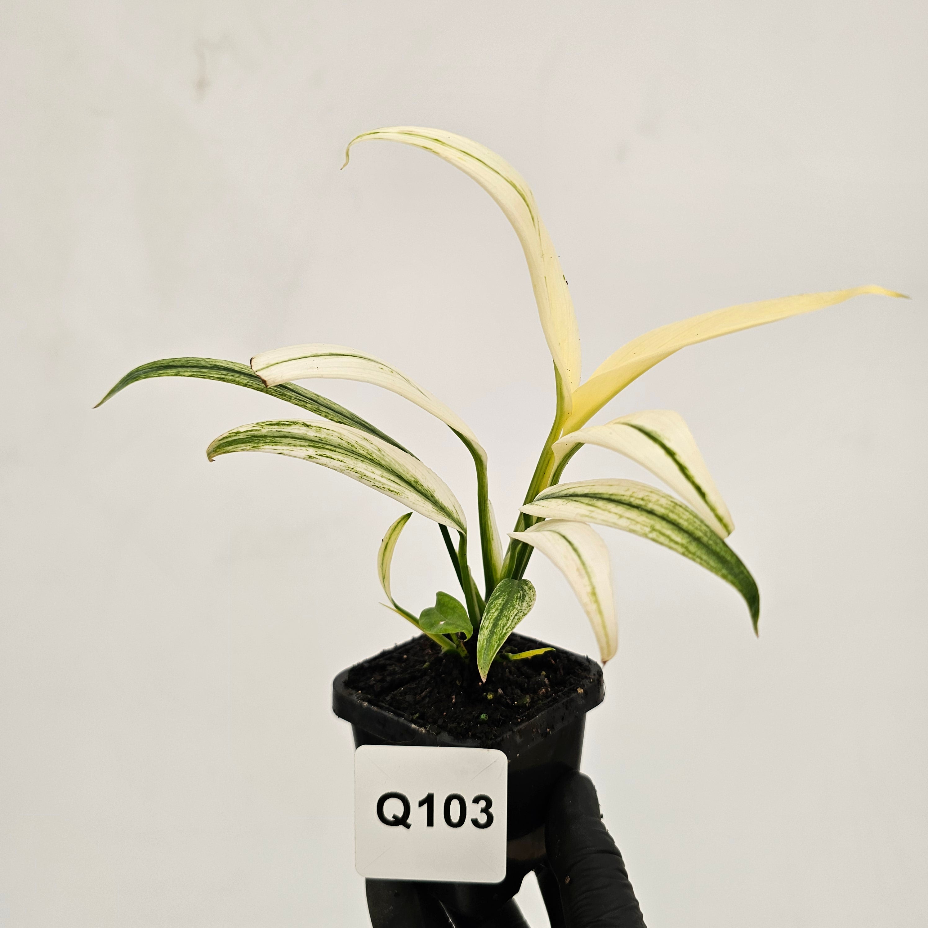 Epipremnum amplissimum variegata