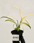 Epipremnum amplissimum variegata