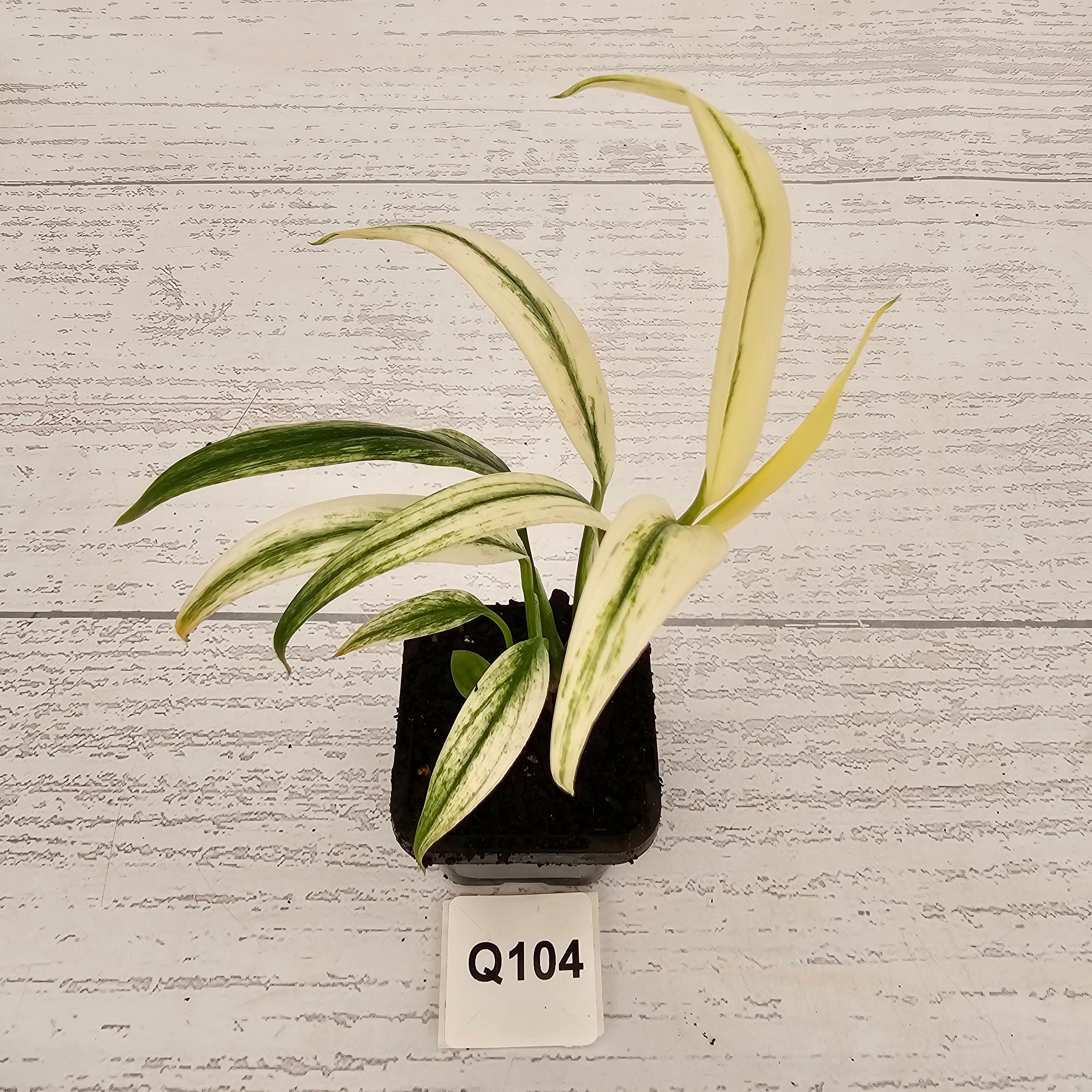 Epipremnum amplissimum variegata