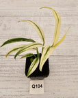 Epipremnum amplissimum variegata
