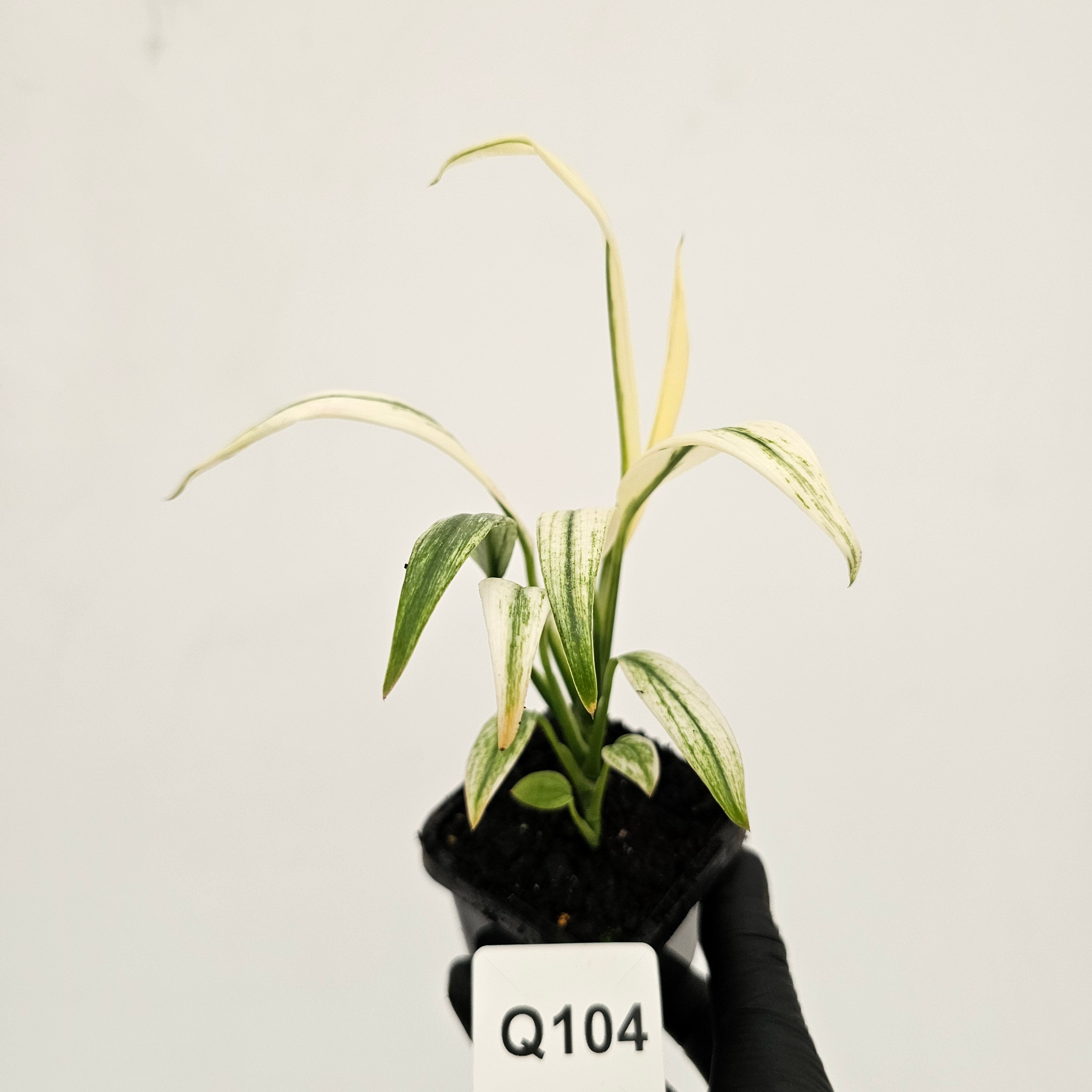 Epipremnum amplissimum variegata
