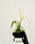 Epipremnum amplissimum variegata