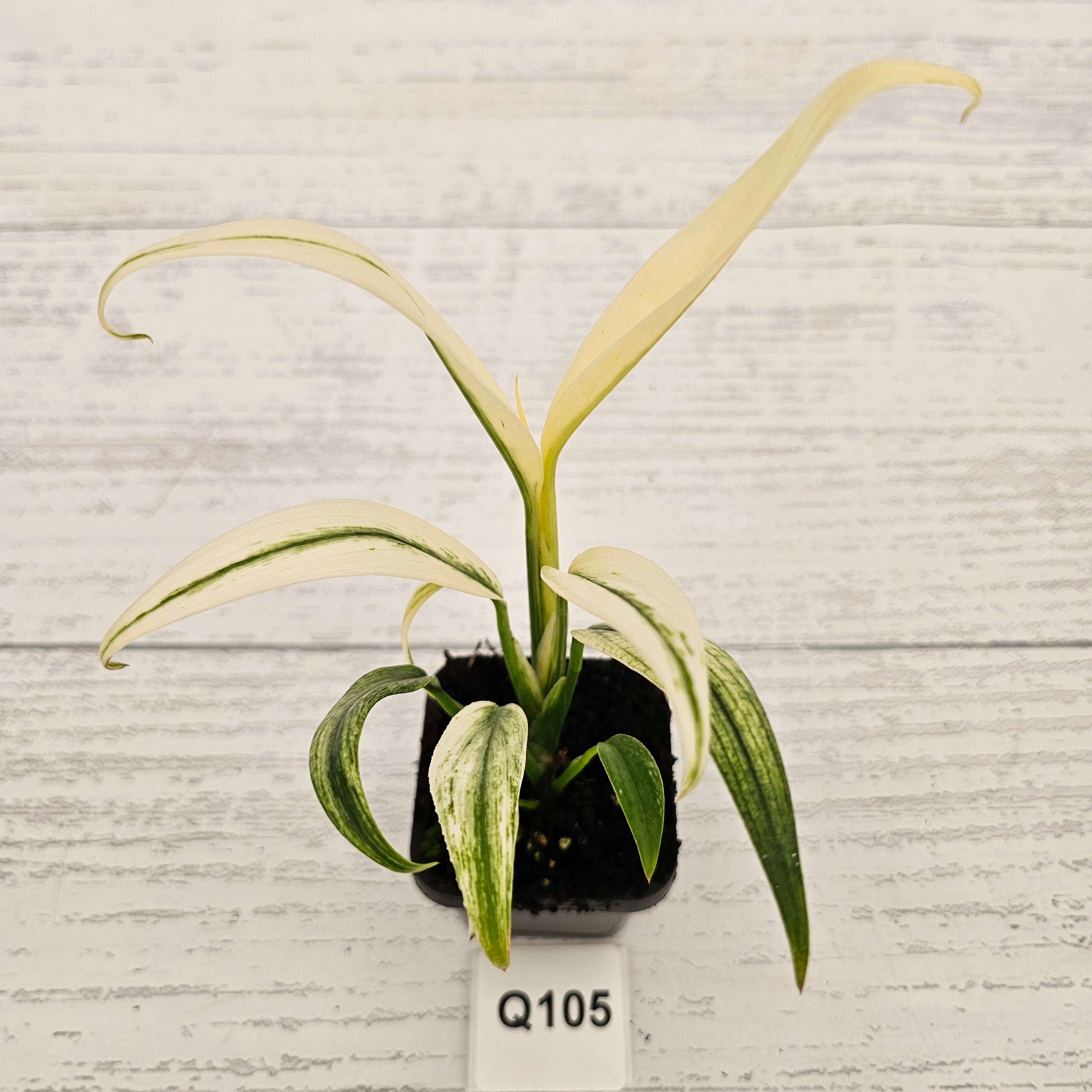 Epipremnum amplissimum variegata