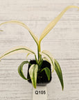 Epipremnum amplissimum variegata