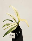 Epipremnum amplissimum variegata