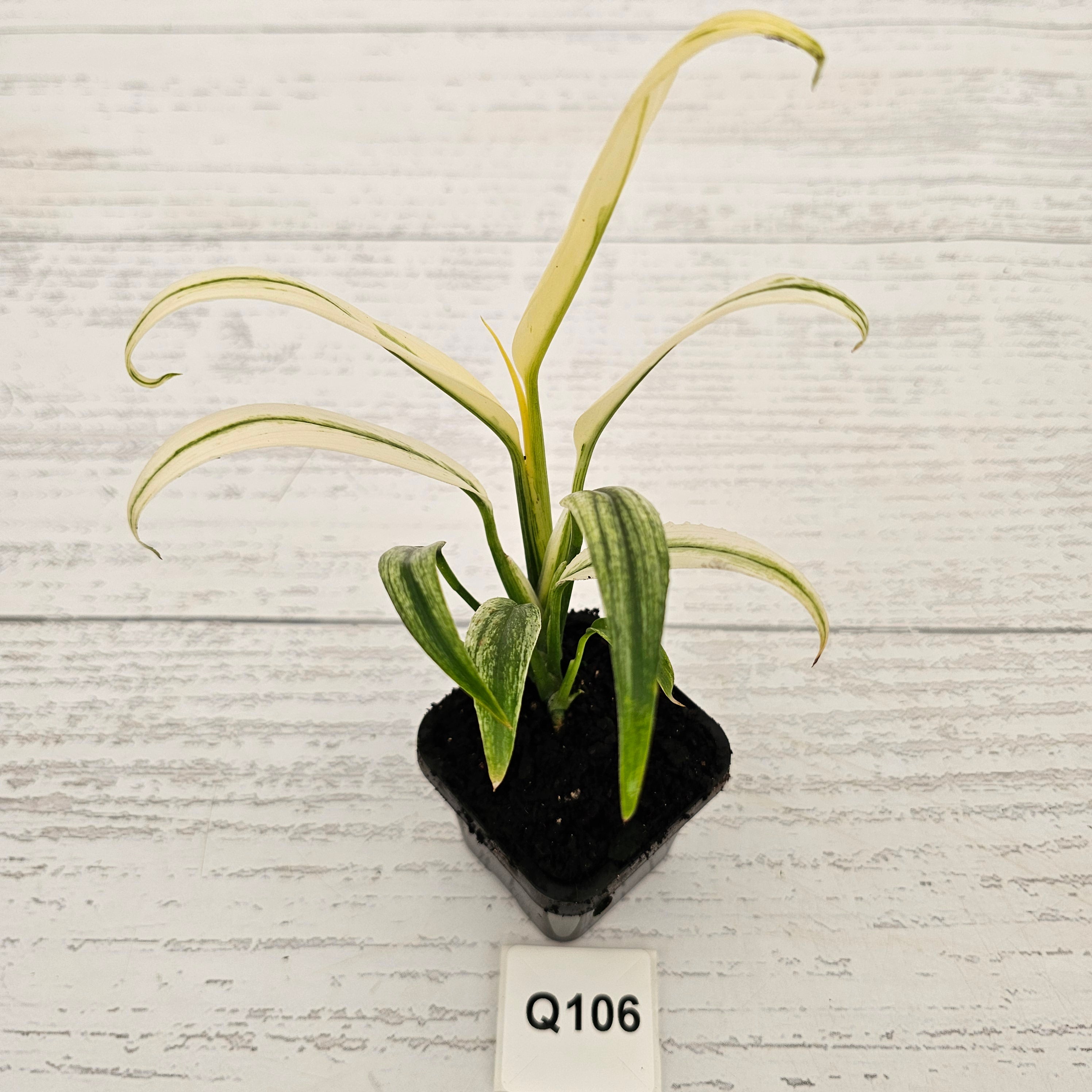 Epipremnum amplissimum variegata