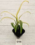 Epipremnum amplissimum variegata