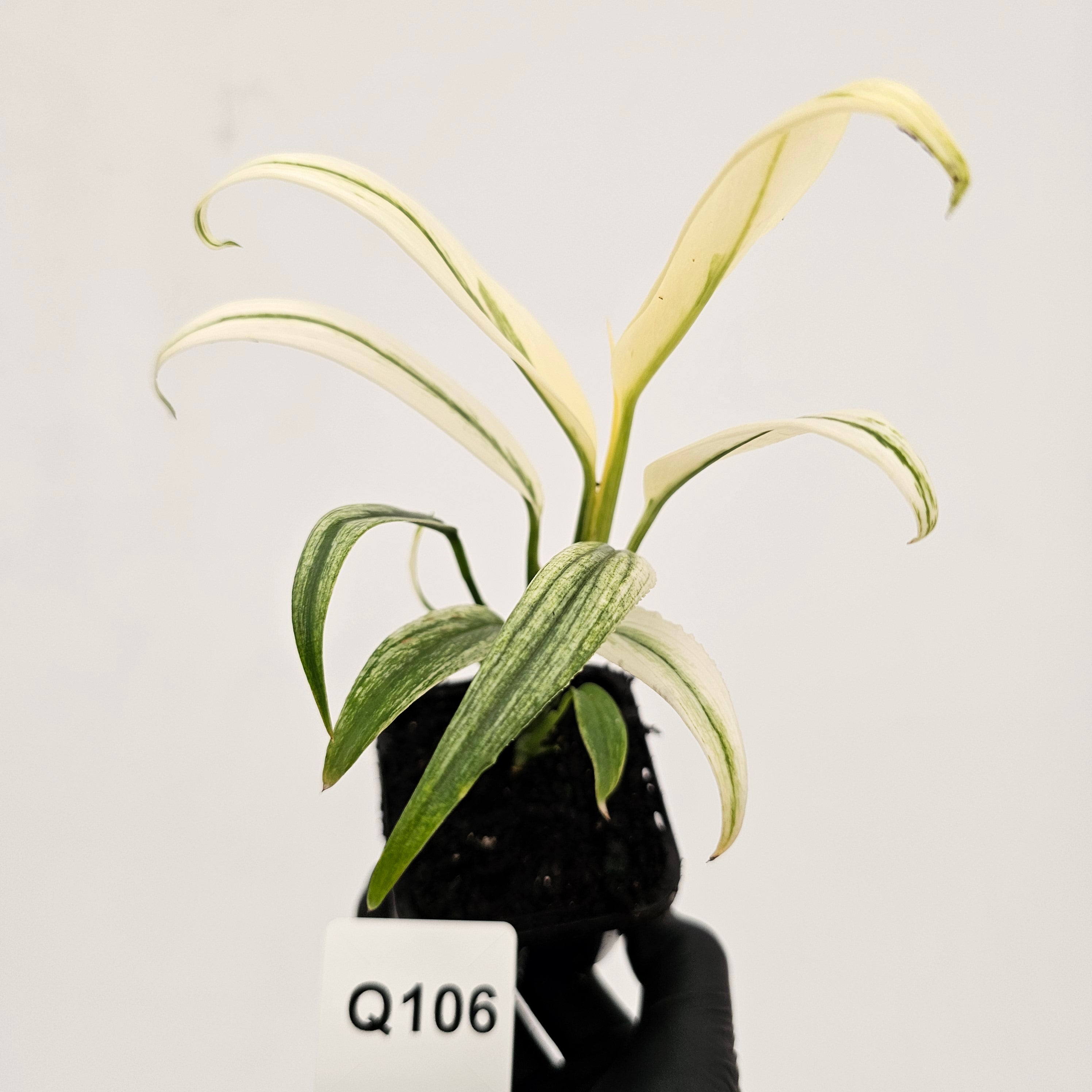 Epipremnum amplissimum variegata