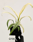 Epipremnum amplissimum variegata
