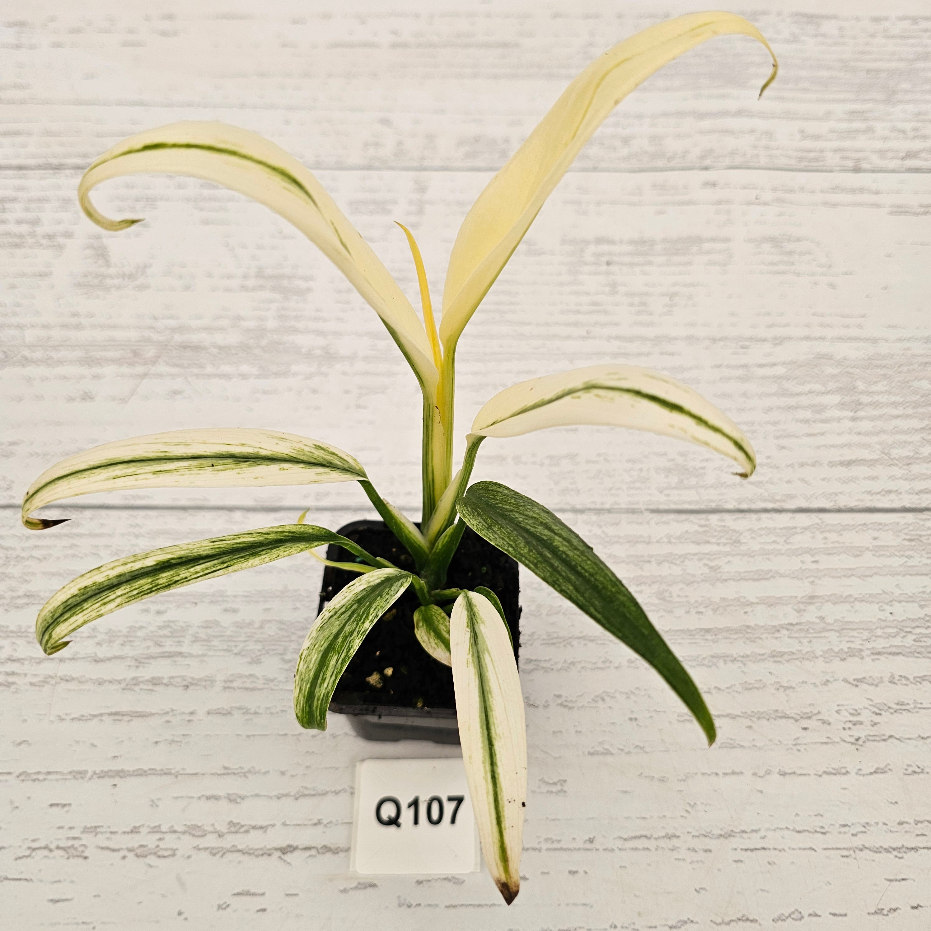 Epipremnum amplissimum variegata