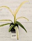 Epipremnum amplissimum variegata