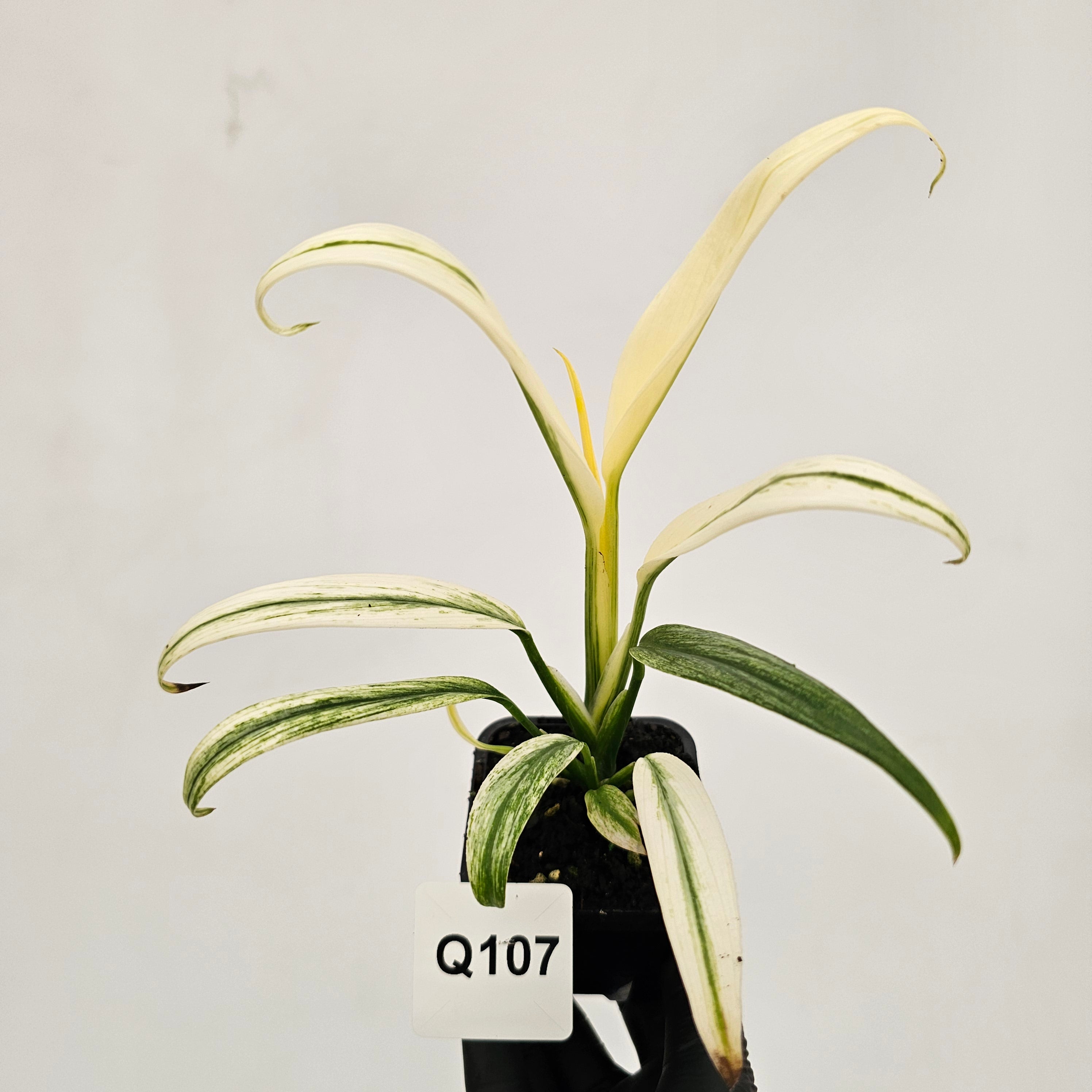 Epipremnum amplissimum variegata