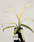 Epipremnum amplissimum variegata