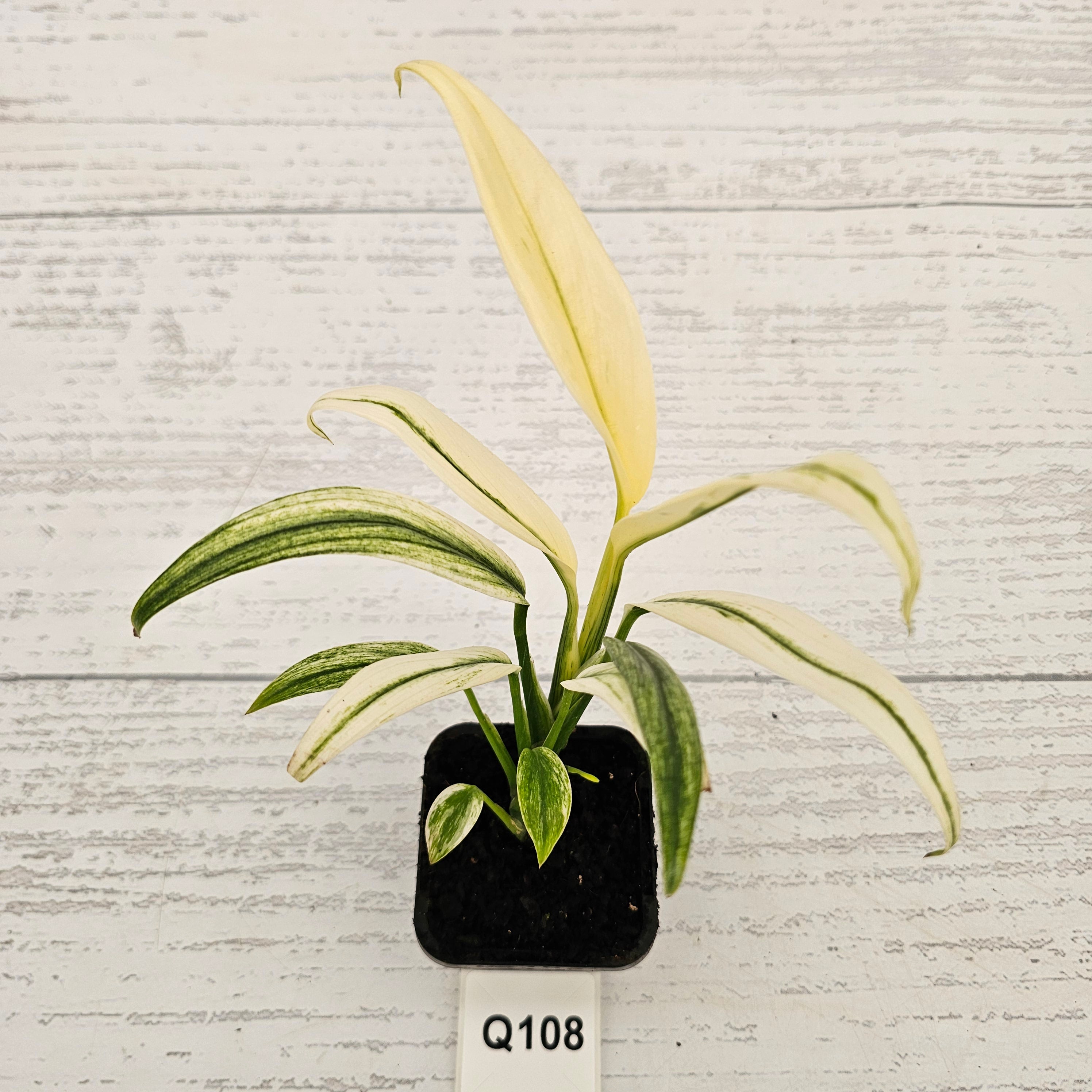 Epipremnum amplissimum variegata
