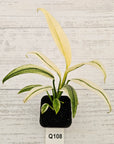 Epipremnum amplissimum variegata