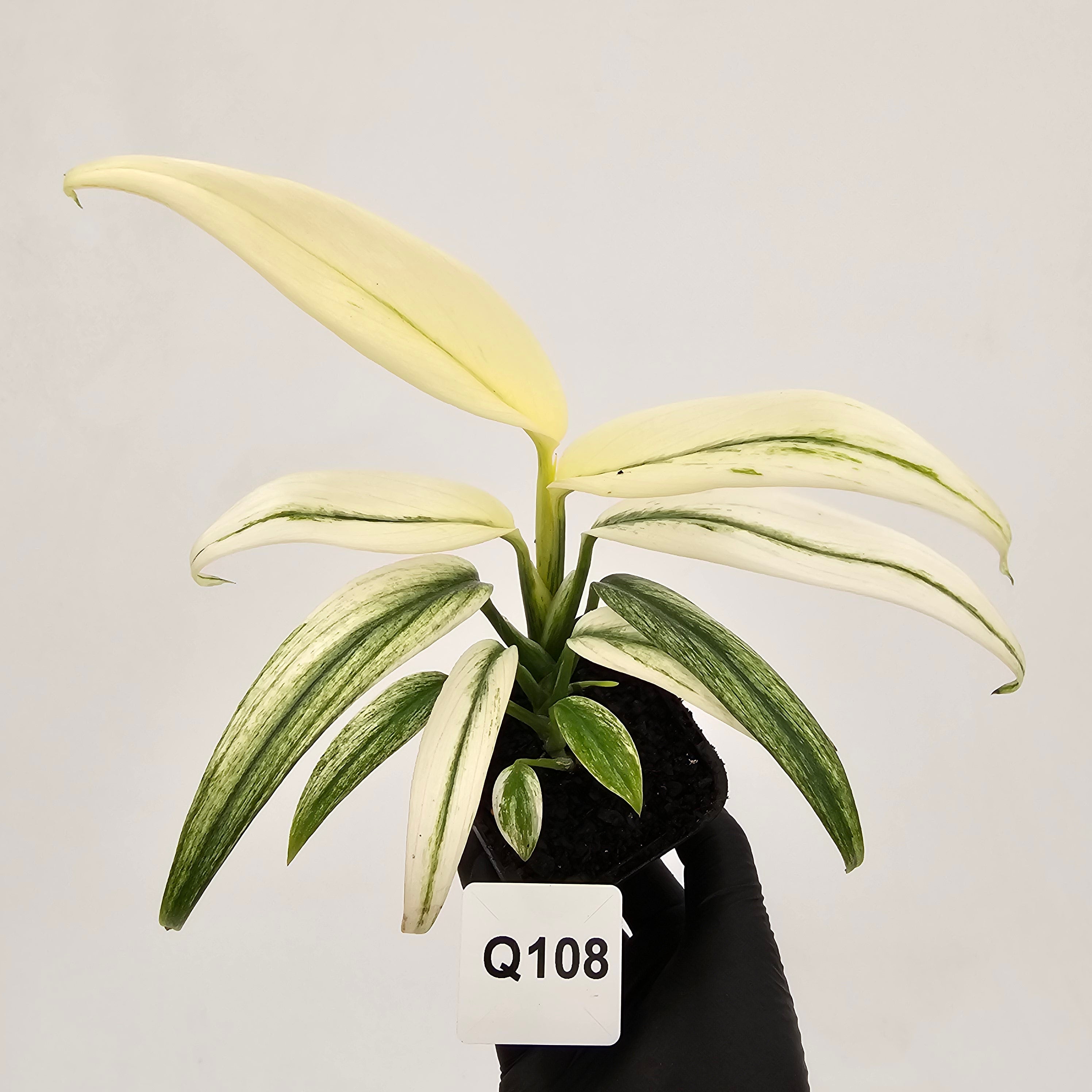 Epipremnum amplissimum variegata